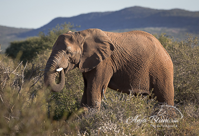Elefant