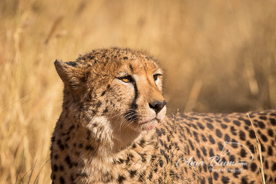 Gepard