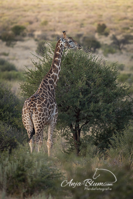 Giraffe
