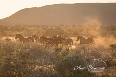 Herde im Sonnenaufgang Namibia