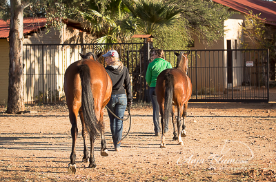 Pferde holen Namibia