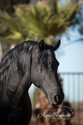 Portrait Friese Pferdefotogrfaie Namibia