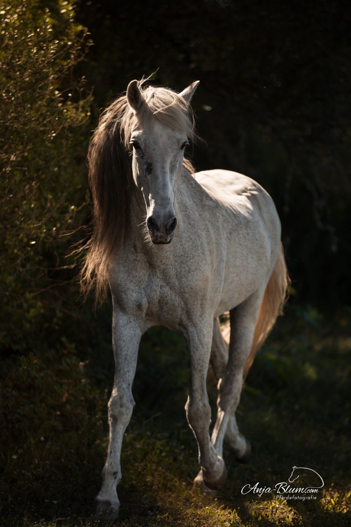Pferdefotografie- und Reiterreise