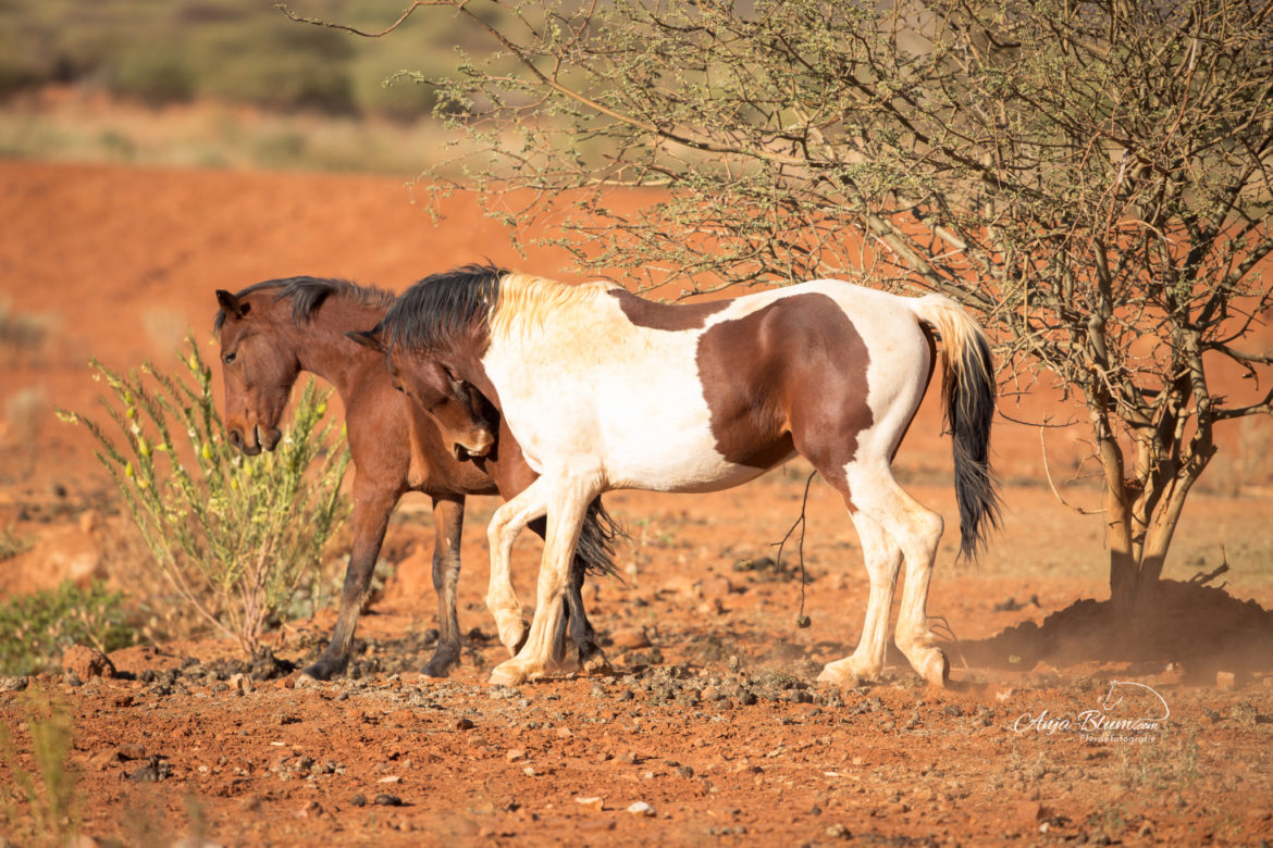 Wildpferde in Namibia, Kampf der Hengst, Pferdefotogrfaie