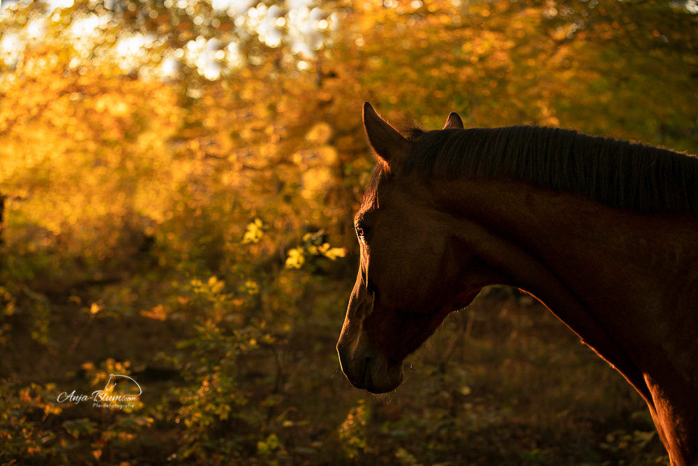 Superpferd bei Pferdefotografie