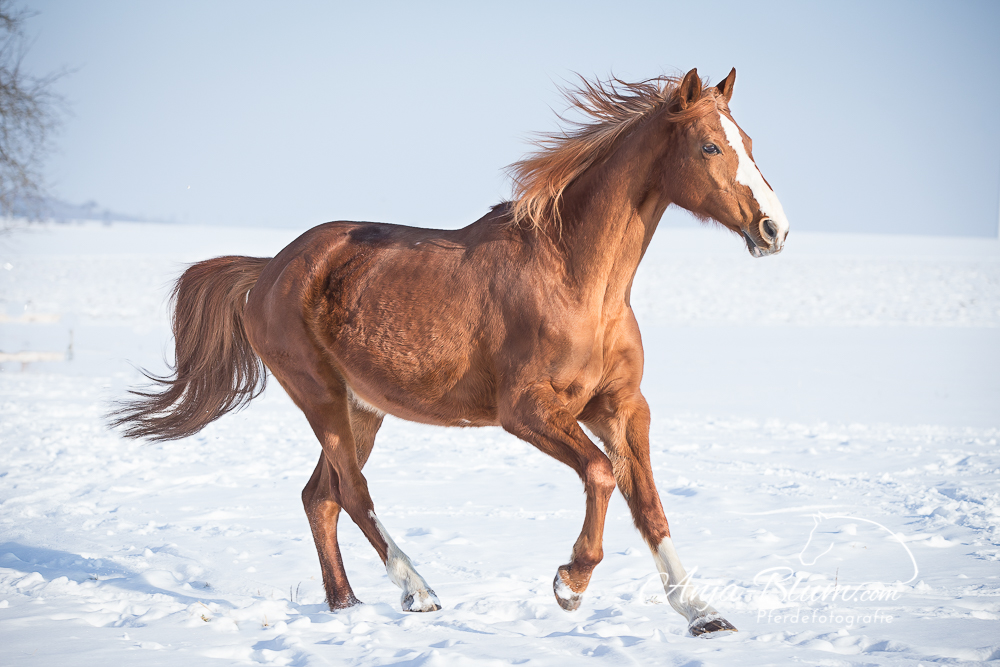 Fuchsstute im Schnee